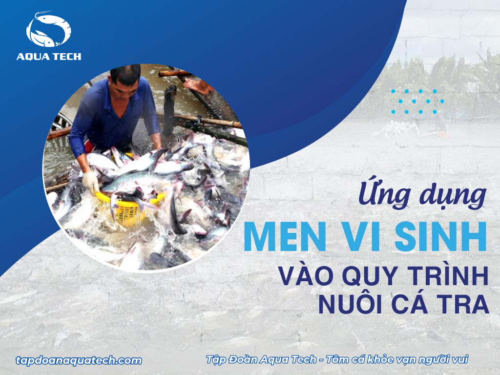 Ứng dụng men vi sinh vào quy trình nuôi cá tra