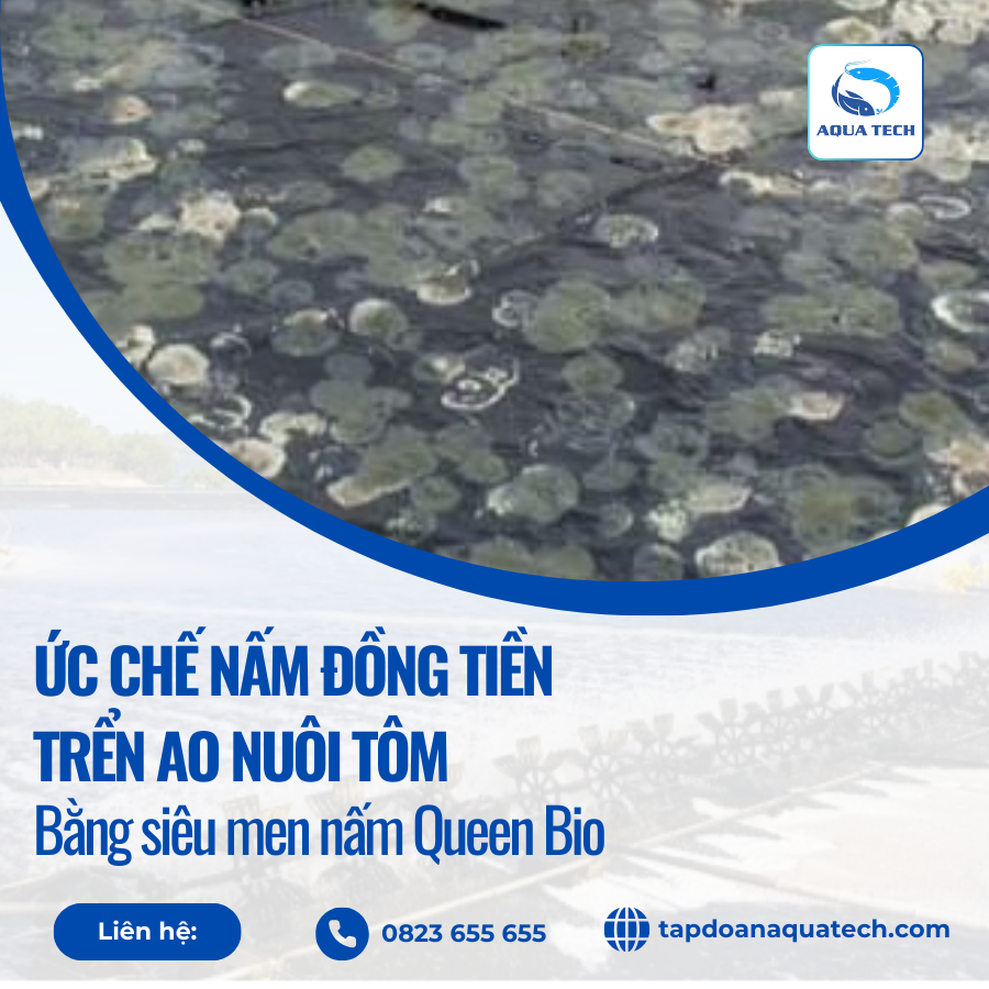 Ức chế nấm đồng tiền trong ao tôm bằng siêu men nấm Queen Bio